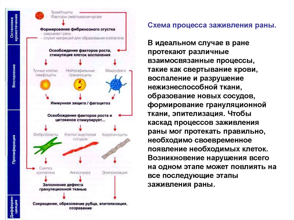 Схема процесса заживления раны. В идеальном случае в ране протекают различные взаимосвязанные процессы, такие как свертывание