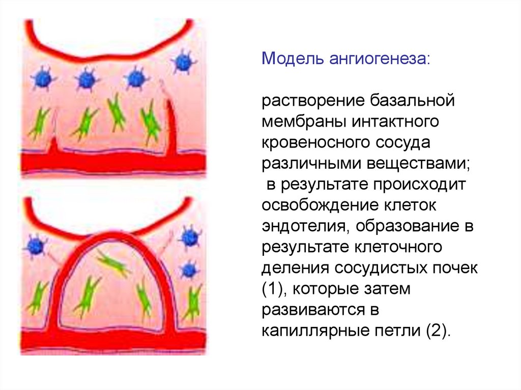 Модель ангиогенеза: растворение базальной мембраны интактного кровеносного сосуда различными веществами; в результате