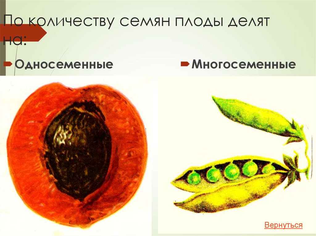 По количеству семян плоды делят на: