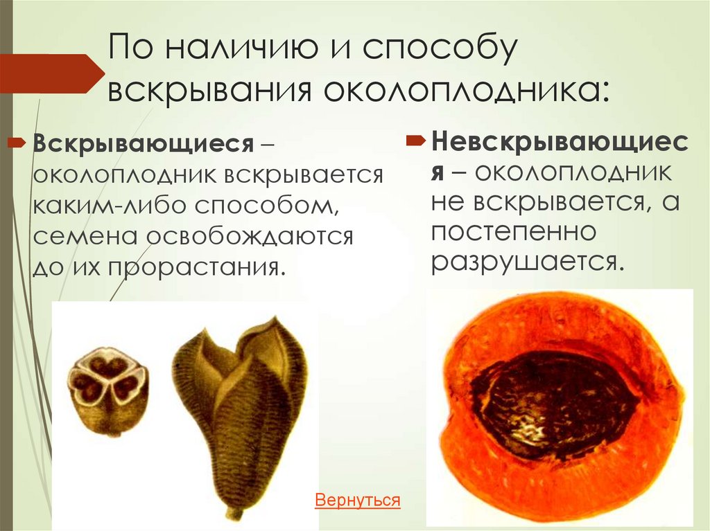 По наличию и способу вскрывания околоплодника: