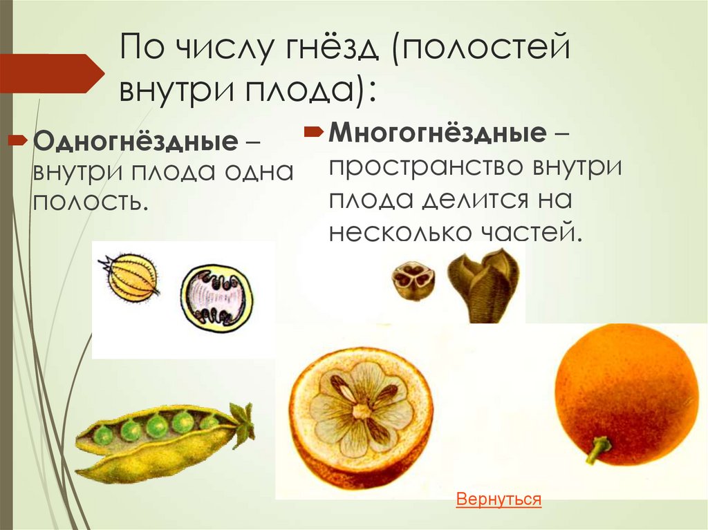 По числу гнёзд (полостей внутри плода):