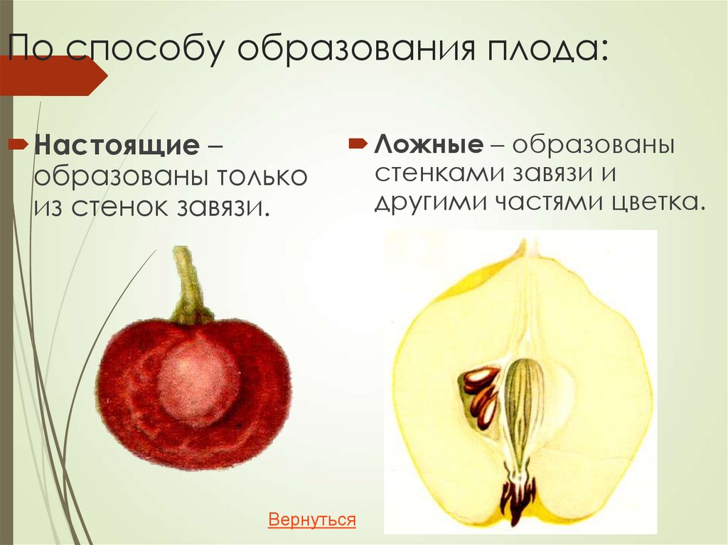 По способу образования плода: