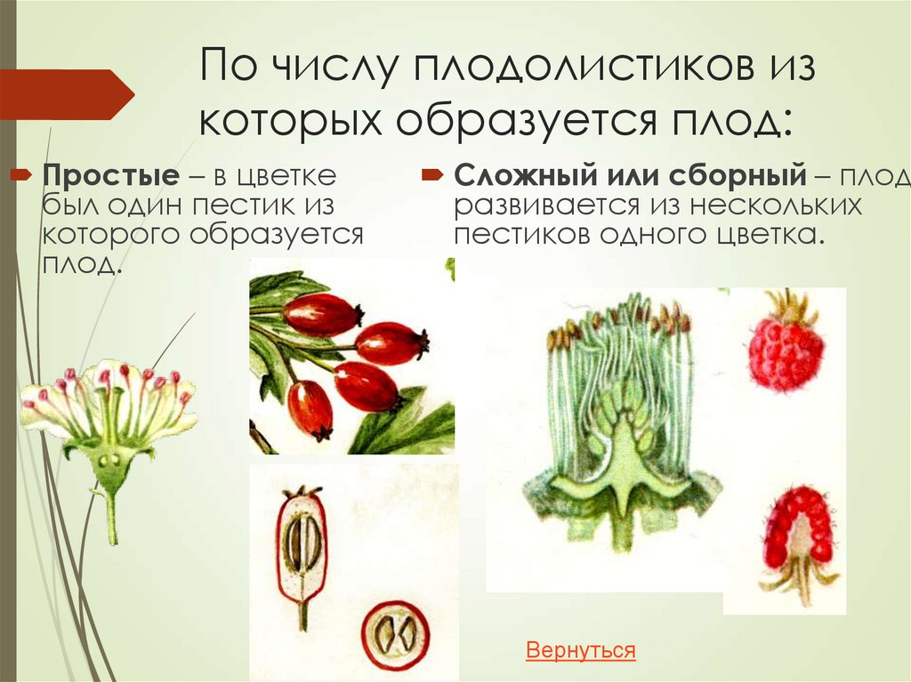 По числу плодолистиков из которых образуется плод: