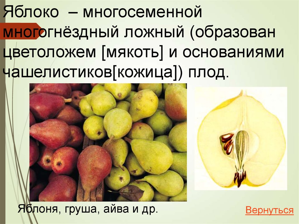 Плоды сочные односеменные.