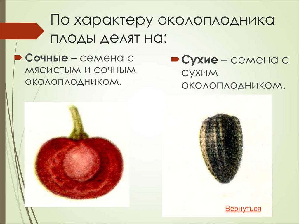 По характеру околоплодника плоды делят на: