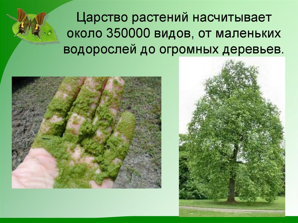 Царство растений насчитывает около 350000 видов, от маленьких водорослей до огромных деревьев.
