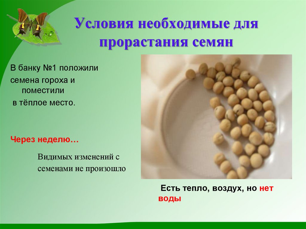 Условия необходимые для прорастания семян