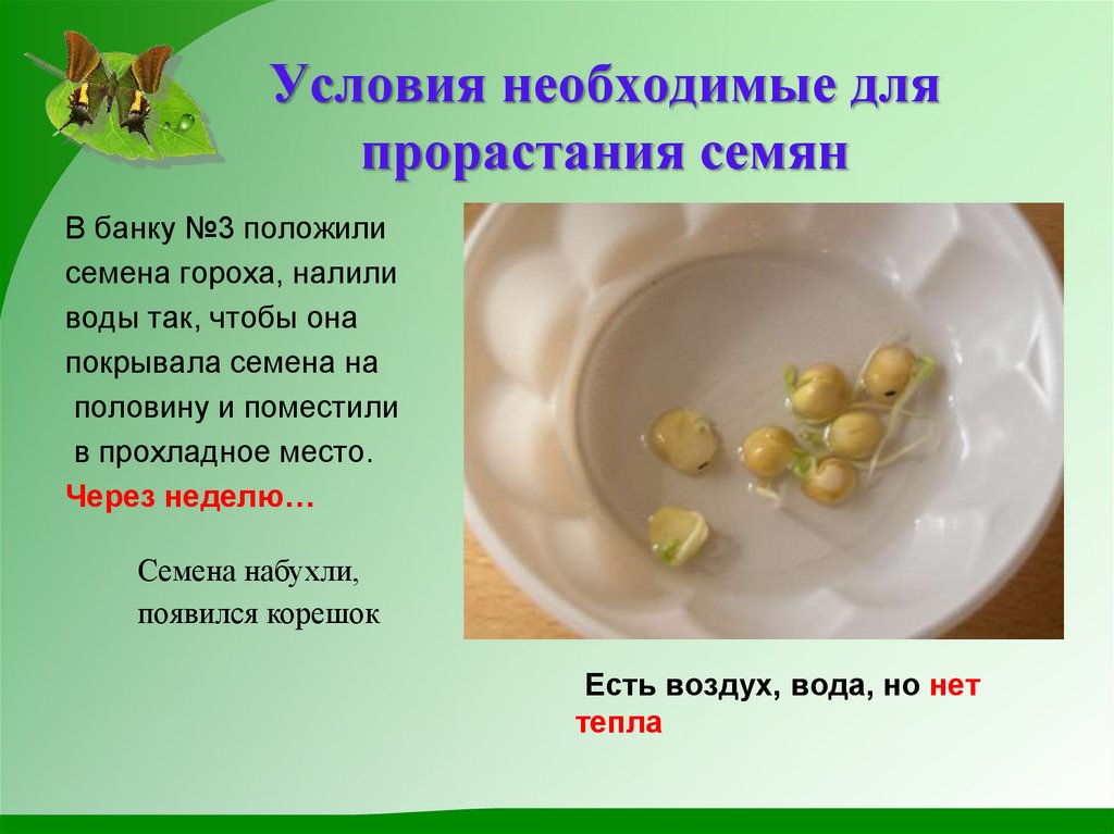 Условия необходимые для прорастания семян