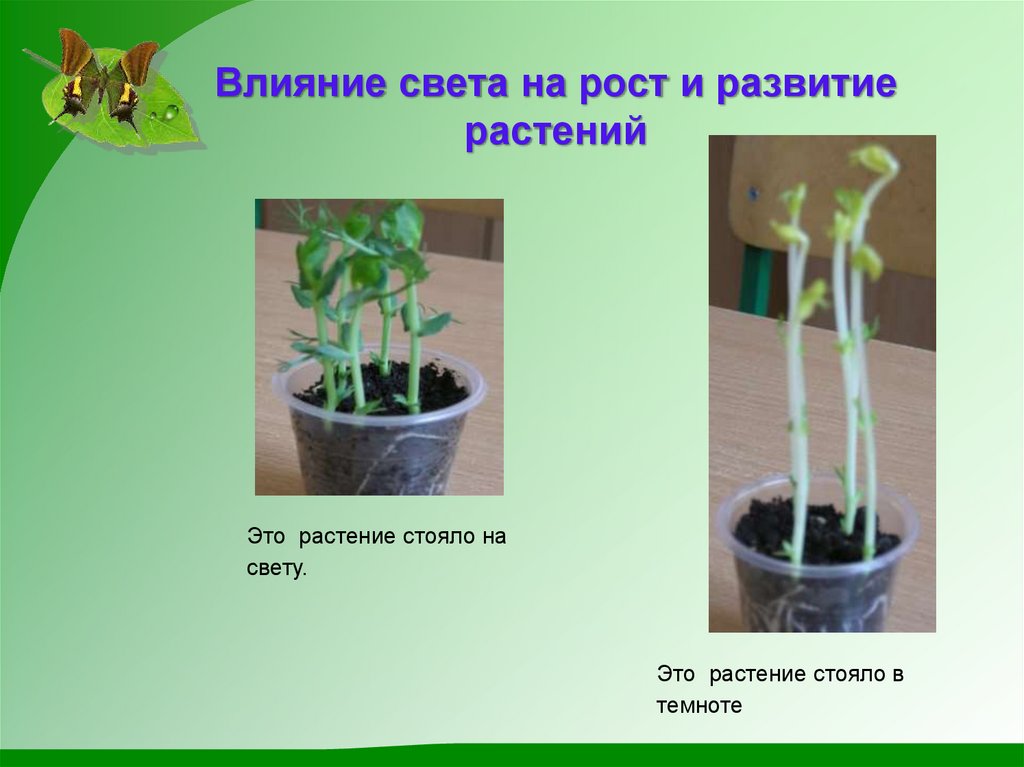 Влияние света на рост и развитие растений