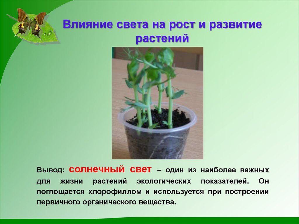 Влияние света на рост и развитие растений
