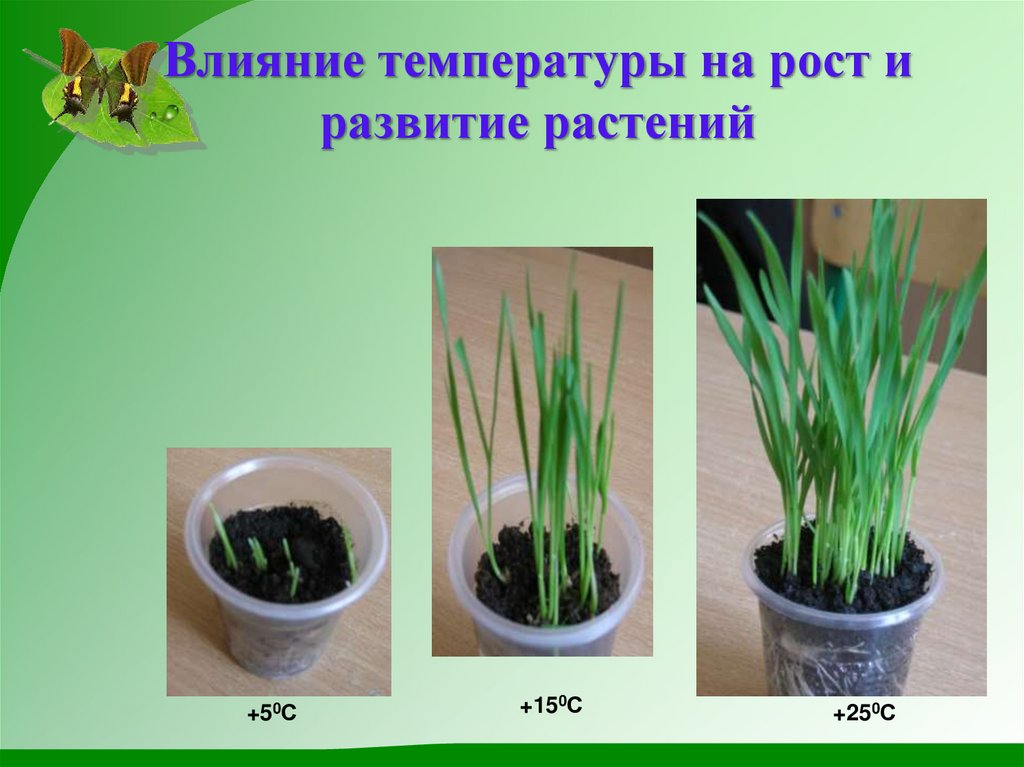 Влияние температуры на рост и развитие растений