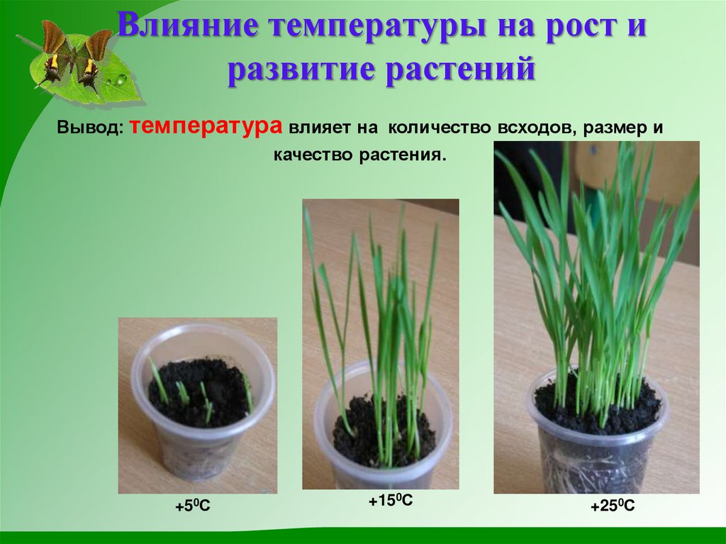 Влияние температуры на рост и развитие растений