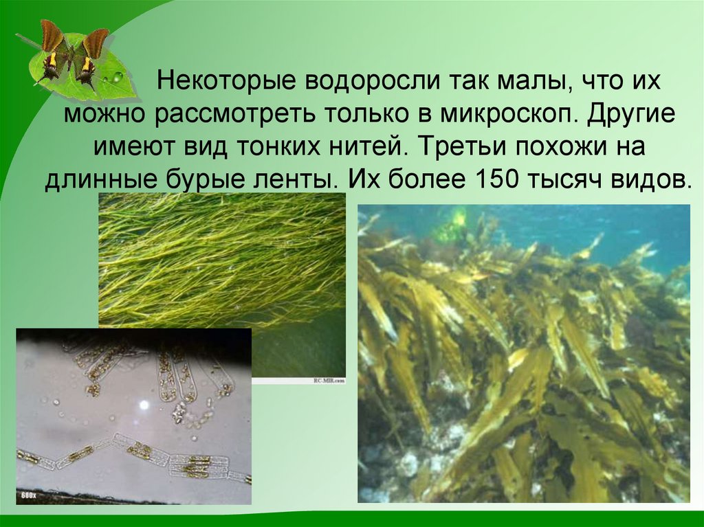Некоторые водоросли так малы, что их можно рассмотреть только в микроскоп. Другие имеют вид тонких нитей. Третьи похожи на