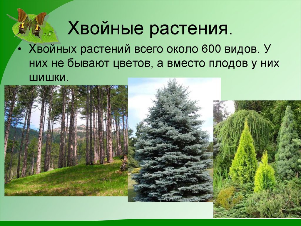 Хвойные растения.