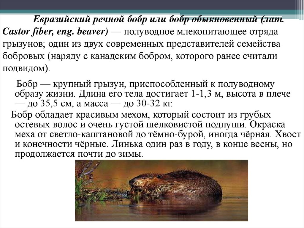 Евразийский речной бобр или бобр обыкновенный (лат. Castor fiber, eng. beaver) — полуводное млекопитающее отряда грызунов; один