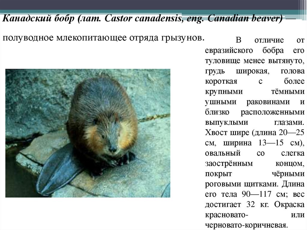 Канадский бобр (лат. Castor canadensis, eng. Canadian beaver) — полуводное млекопитающее отряда грызунов.