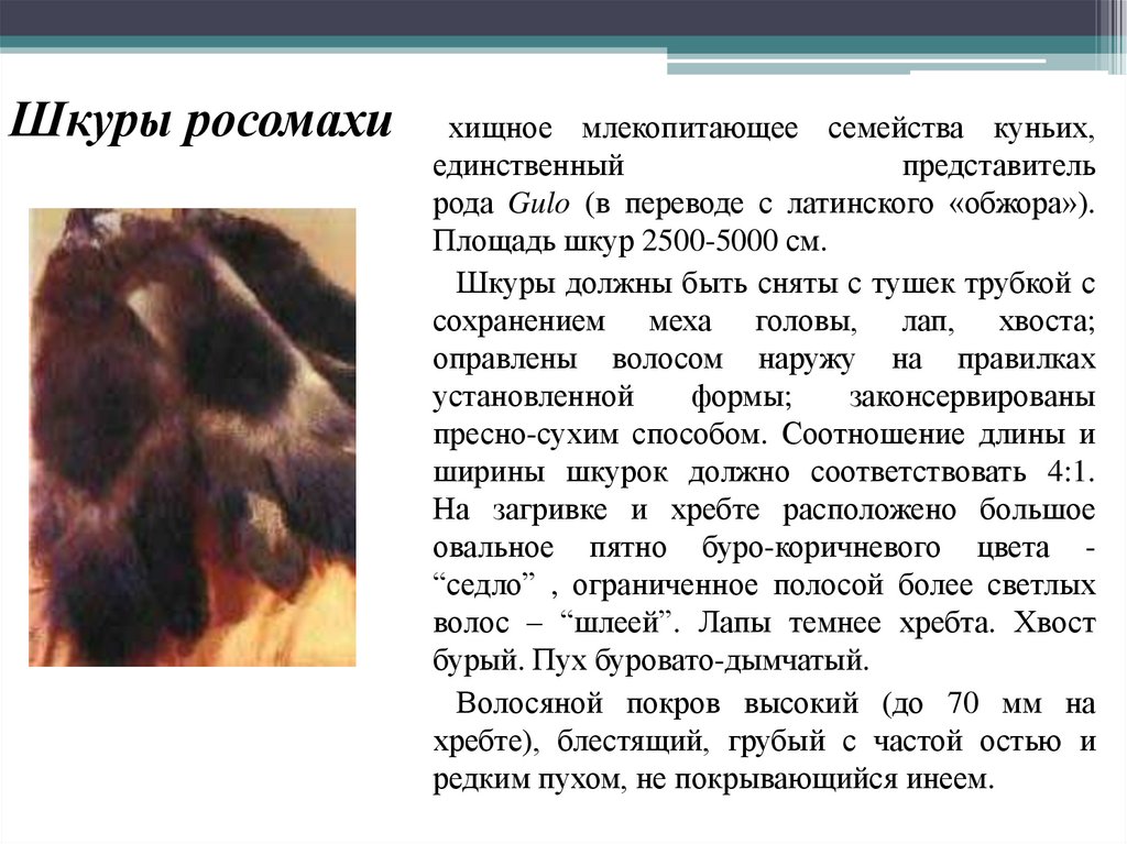 Шкуры росомахи