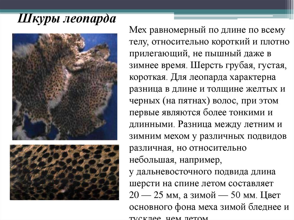 Шкуры леопарда