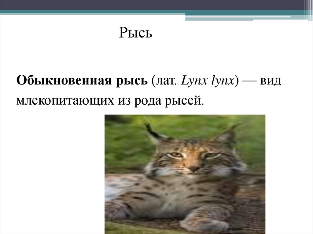Обыкновенная рысь (лат. Lynx lynx) — вид млекопитающих из рода рысей. 