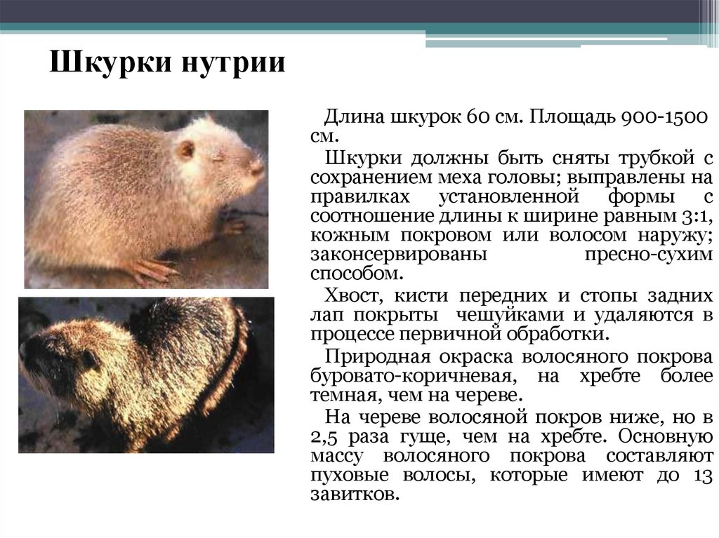 Шкурки нутрии