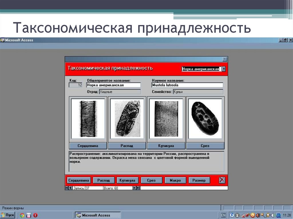 Таксономическая принадлежность