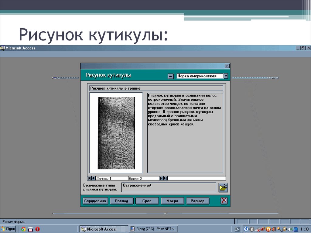 Рисунок кутикулы: