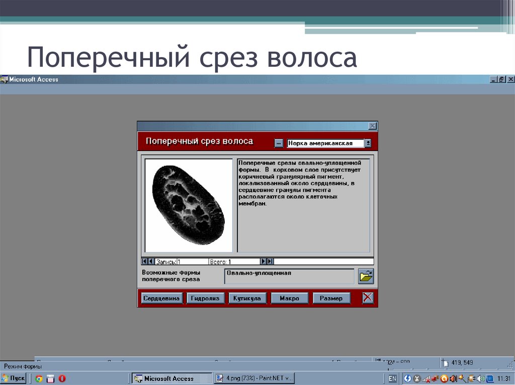 Поперечный срез волоса
