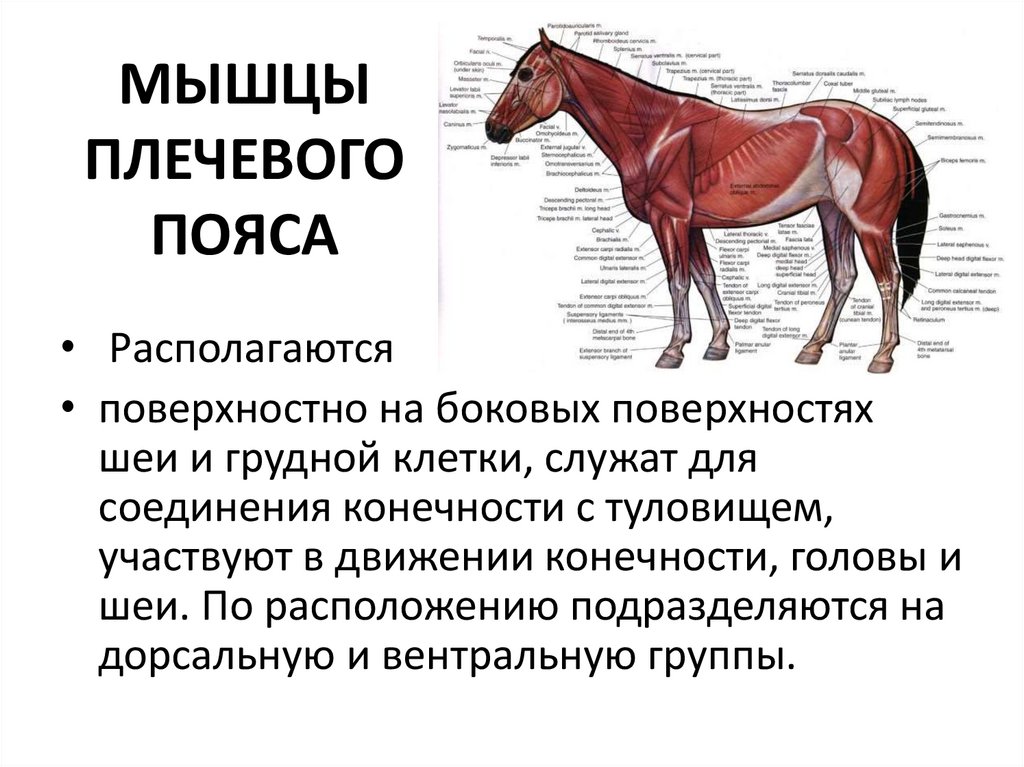 Мышцы плечевого пояса