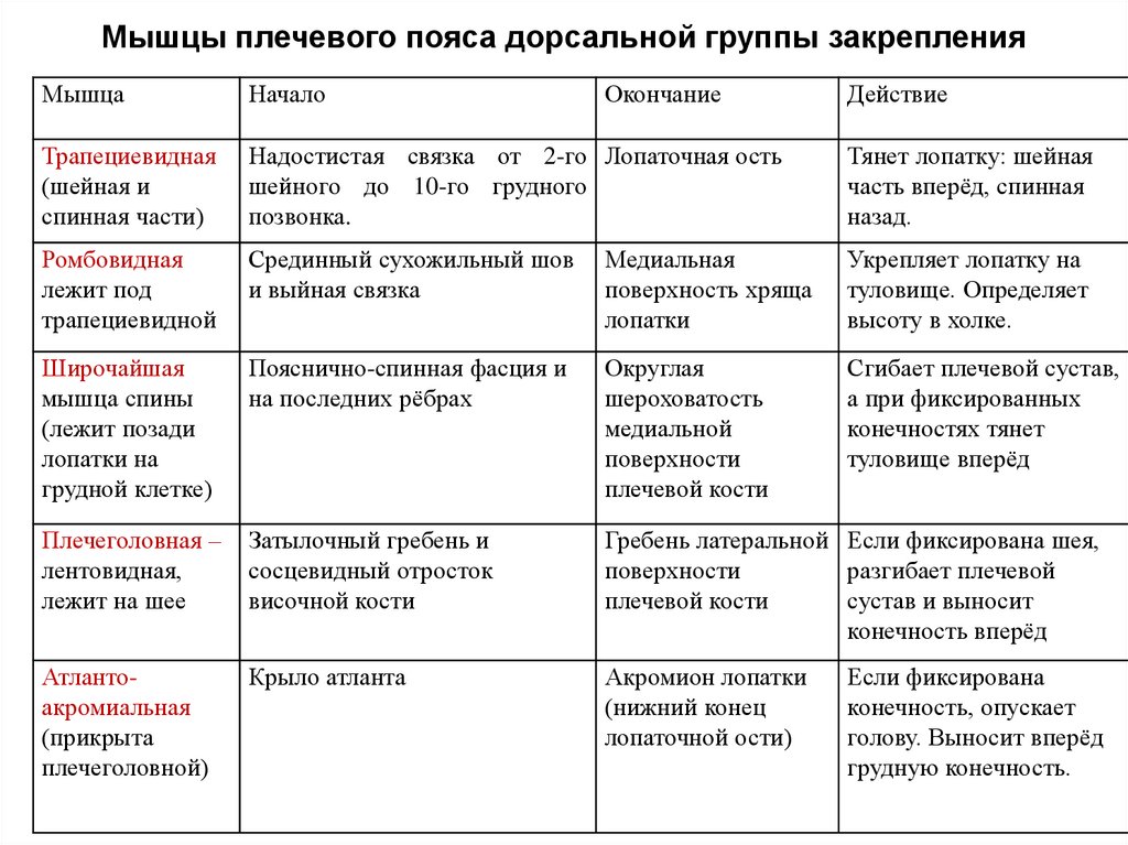 Мышцы плечевого пояса дорсальной группы закрепления