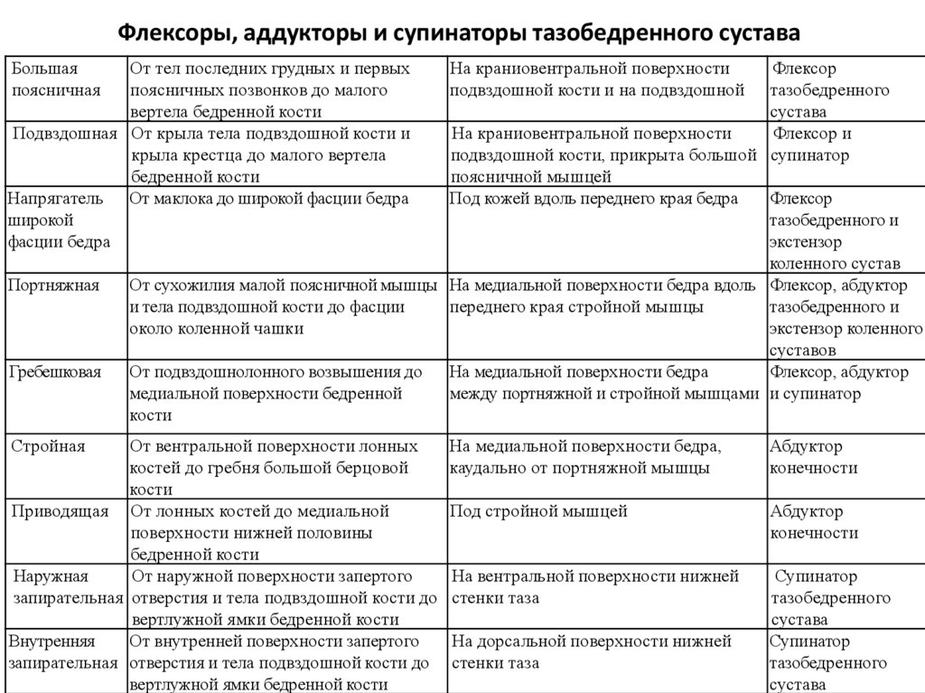 Флексоры, аддукторы и супинаторы тазобедренного сустава