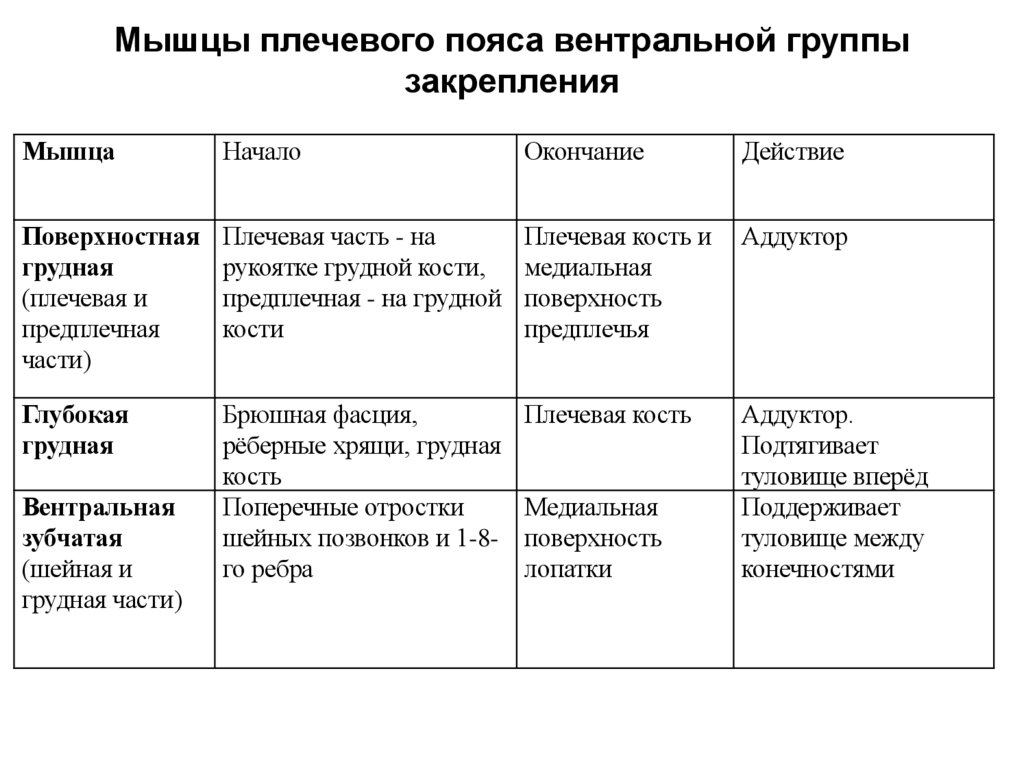 Мышцы плечевого пояса вентральной группы закрепления
