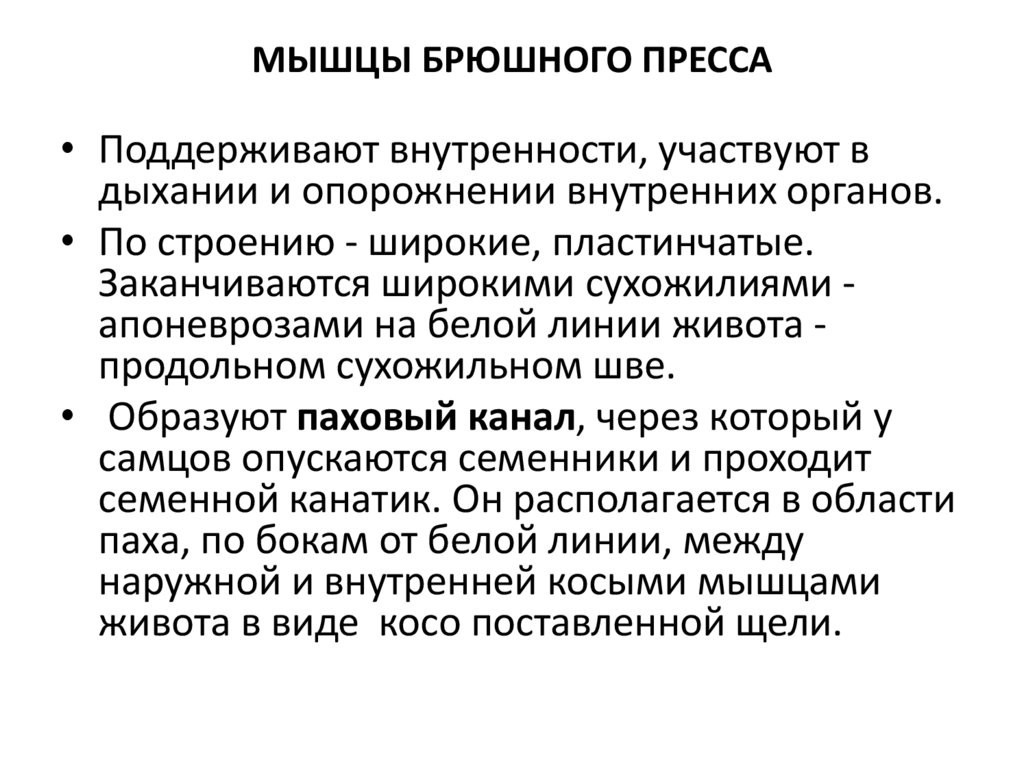 Мышцы брюшного пресса