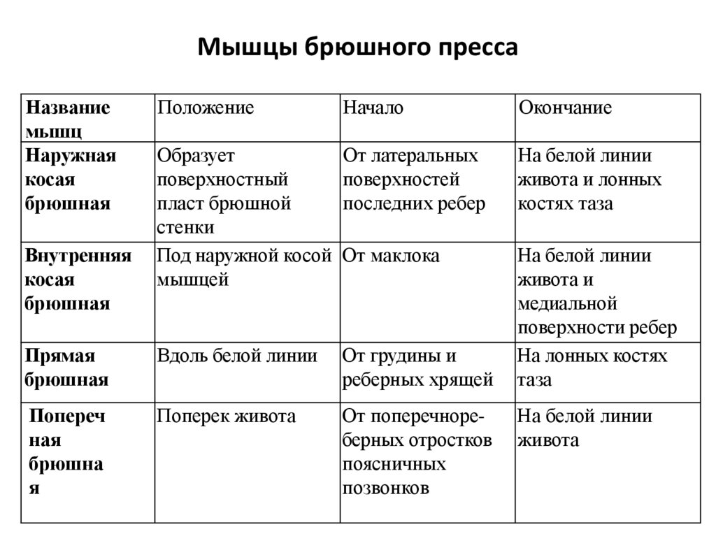 Мышцы брюшного пресса
