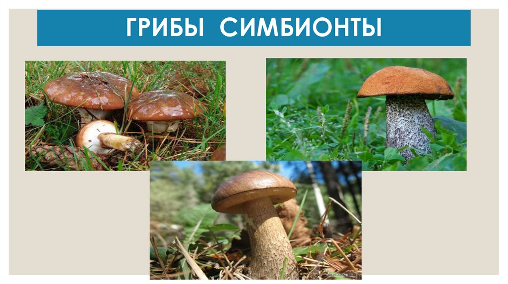 ГРИБЫ СИМБИОНТЫ