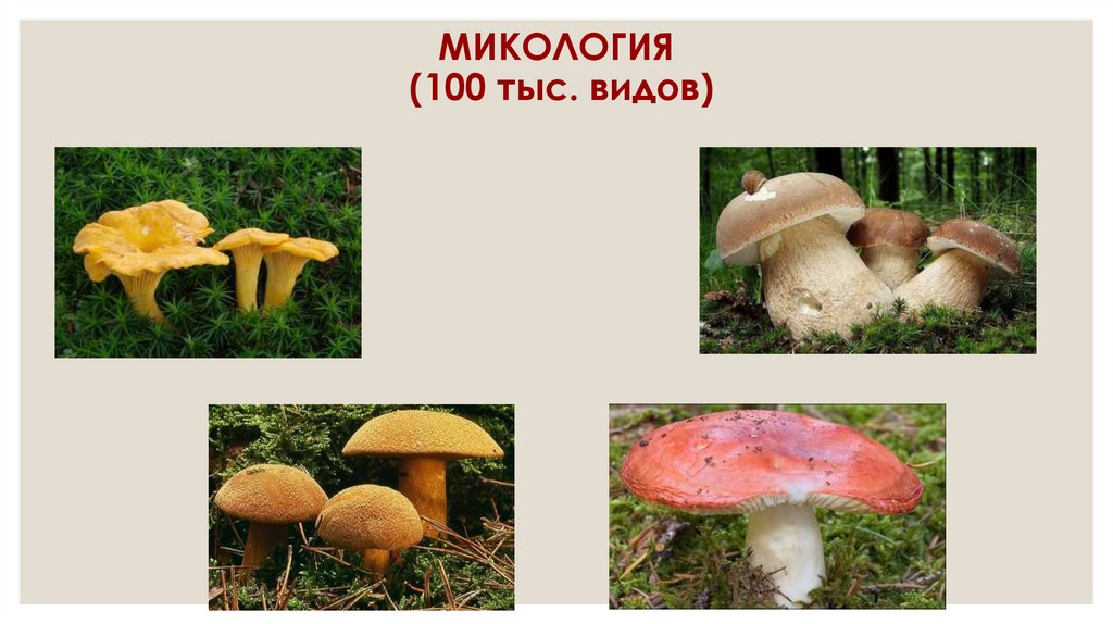 МИКОЛОГИЯ (100 тыс. видов)