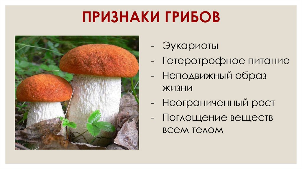 ПРИЗНАКИ ГРИБОВ