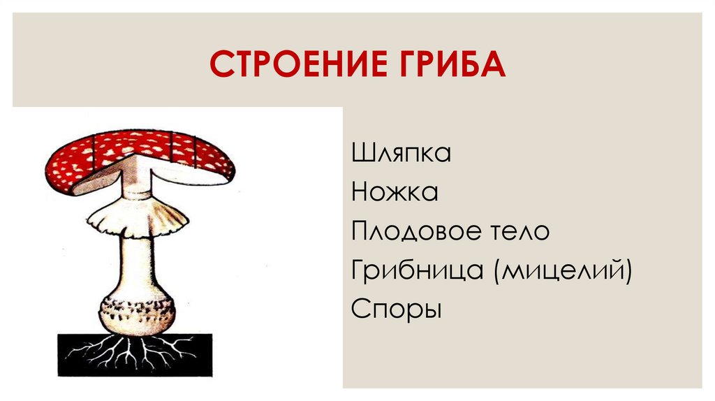 СТРОЕНИЕ ГРИБА