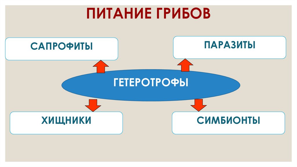 ПИТАНИЕ ГРИБОВ