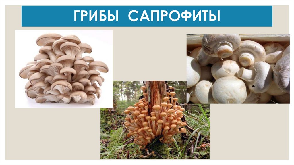 ГРИБЫ САПРОФИТЫ