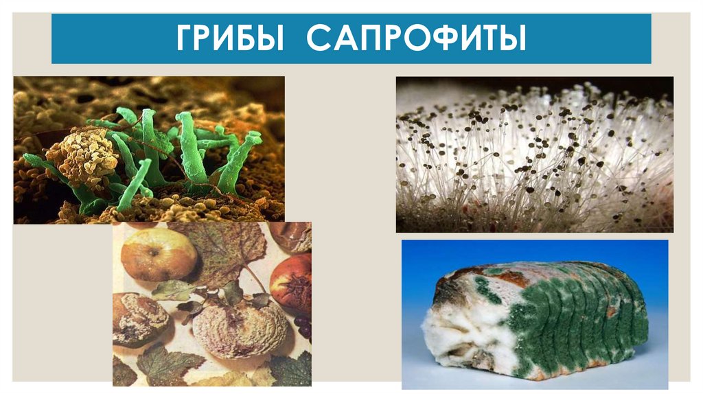 ГРИБЫ САПРОФИТЫ
