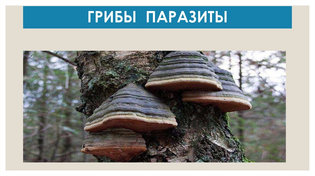 ГРИБЫ ПАРАЗИТЫ