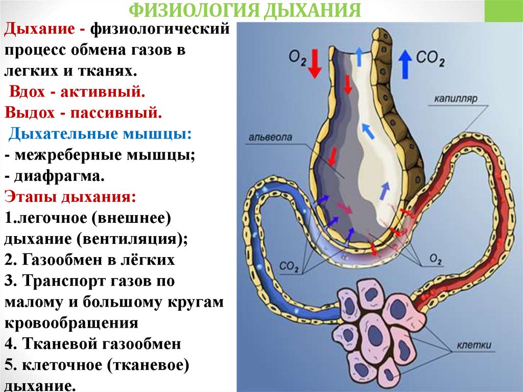ФИЗИОЛОГИЯ ДЫХАНИЯ