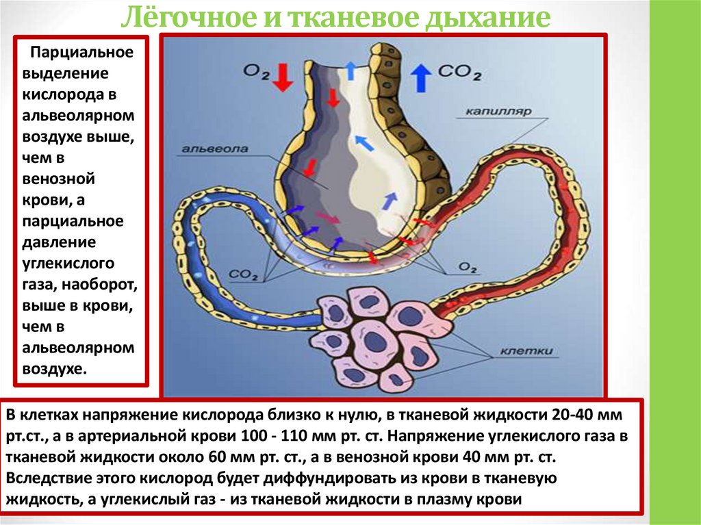 Лёгочное и тканевое дыхание