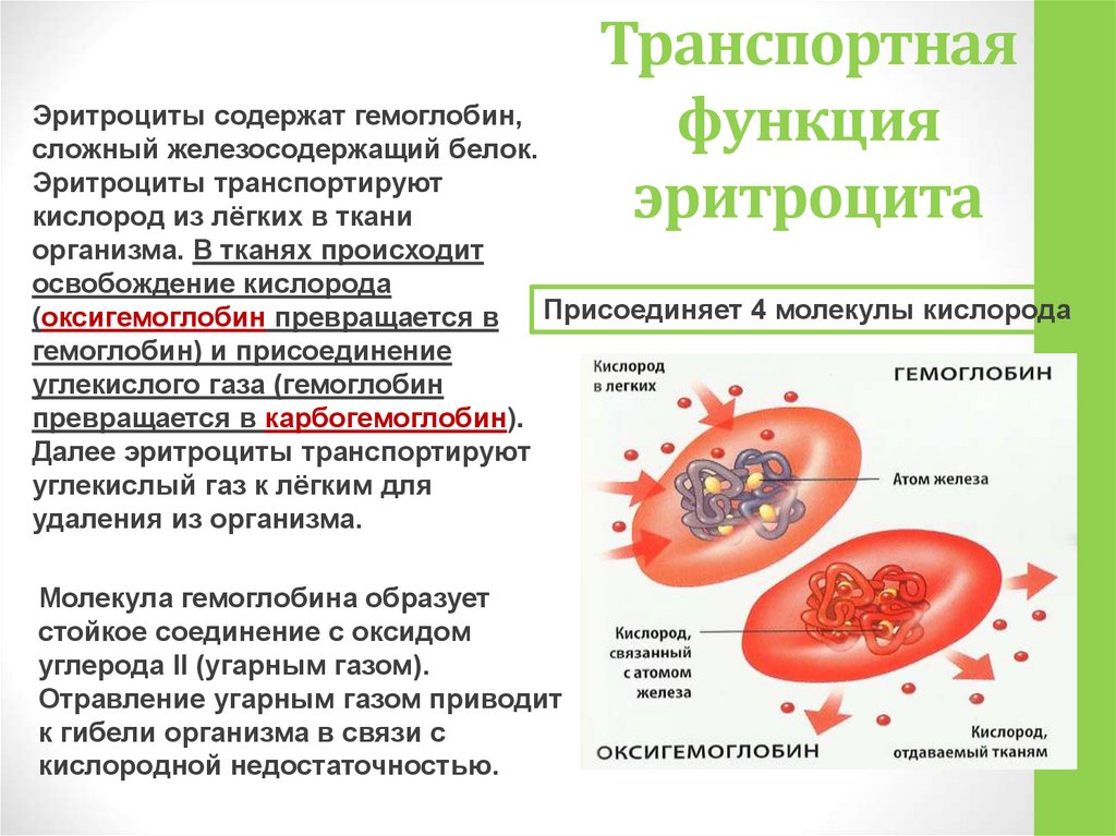 Транспортная функция эритроцита