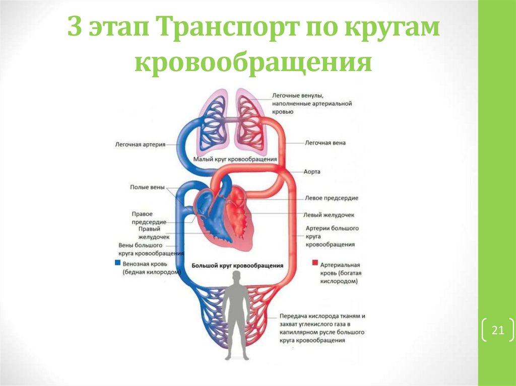 3 этап Транспорт по кругам кровообращения