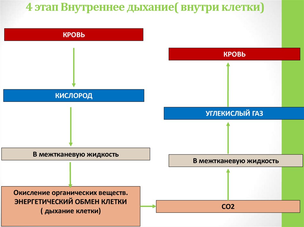 4 этап Внутреннее дыхание( внутри клетки)