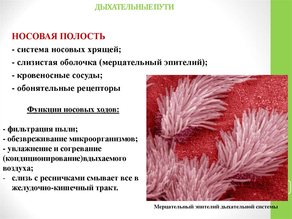 ДЫХАТЕЛЬНЫЕ ПУТИ