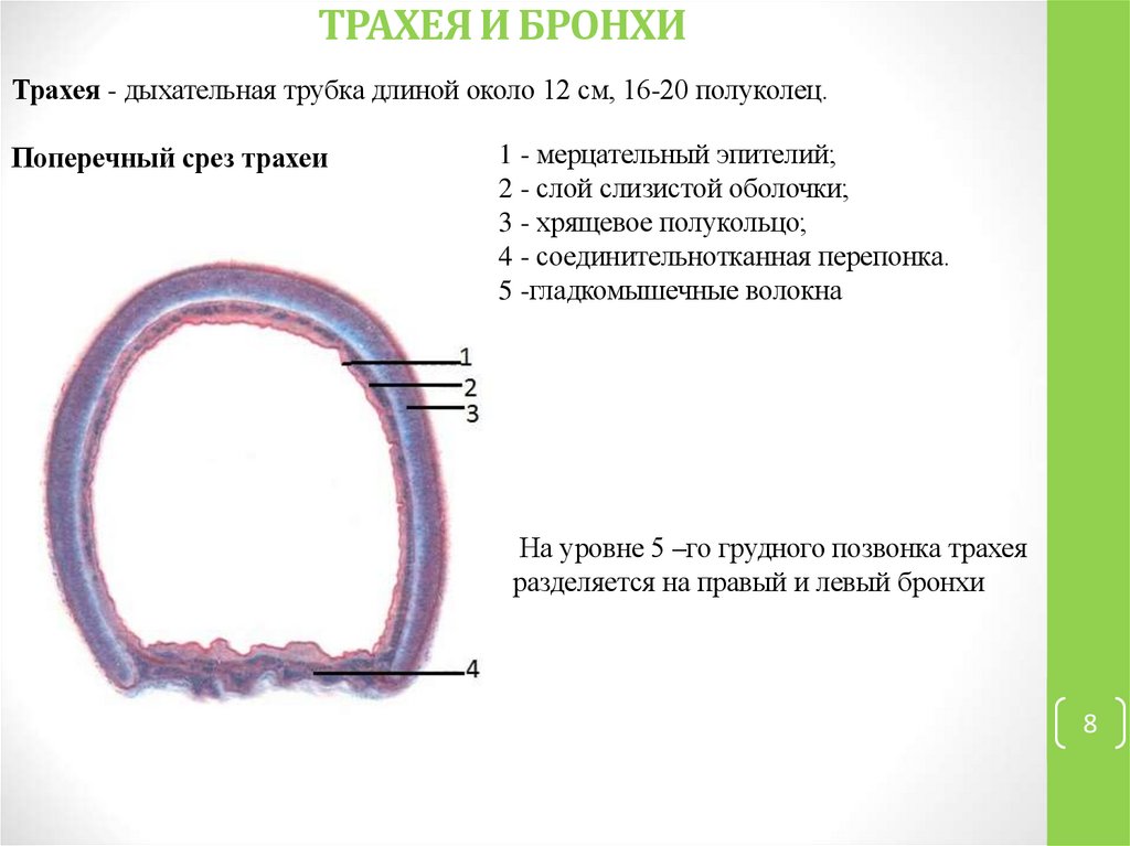 ТРАХЕЯ И БРОНХИ