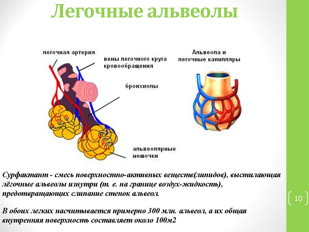 Легочные альвеолы