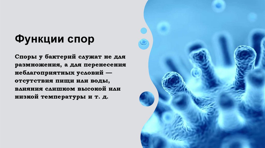 Функции спор